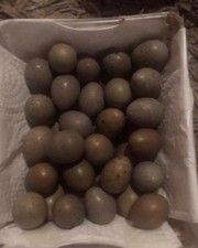 Fresh Button Quail Eating Eggs