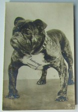 CHAMPION RODNEY STONE RP Postcard - Muscular Bulldog - C.1910 Sent to Belfast