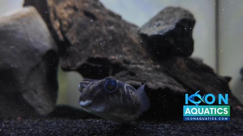 Live fish fahaka - live,