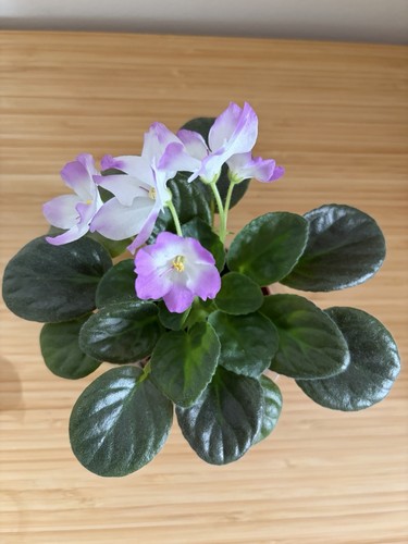 African violet baby plant - violet,