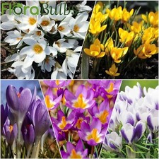 CROCUS BULBS Mixed Specie