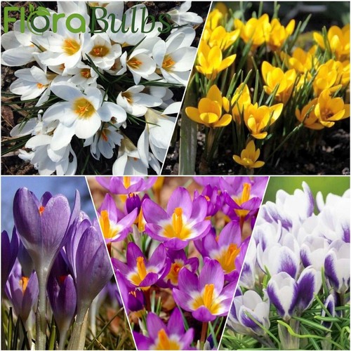 Crocus bulbs mixed specie - mixed,