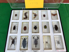 National Geographic Real Life