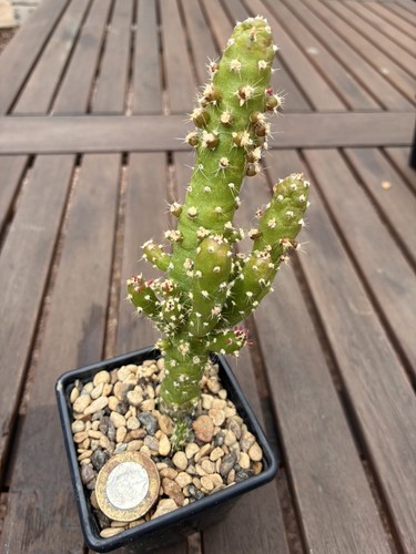 Austrocylindropuntia subulata - ,