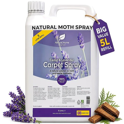 Natural carpet moth beetle - natural,