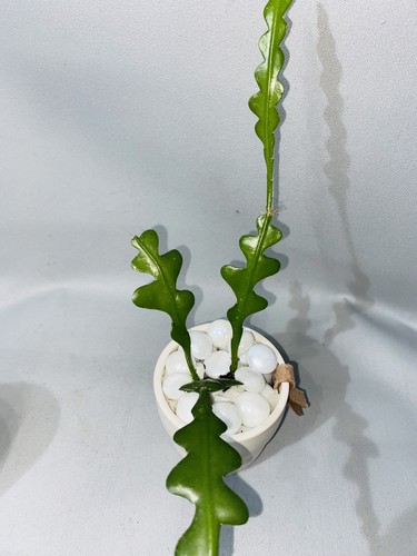 Fishbone cactus epiphyllum - fishbone, (epiphyllum