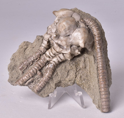 Crinoid fossil jimbacrinus - fossil,,