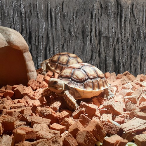 Reptile tank background - reptile, pu