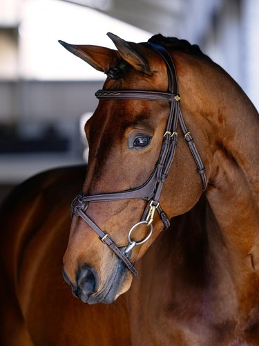 Kudos grackle work bridle - grackle,