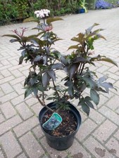 XLg 5lit Sambucus Nigra BLACK TOWER Shrub Tree Black Leaves Elderberry Berries