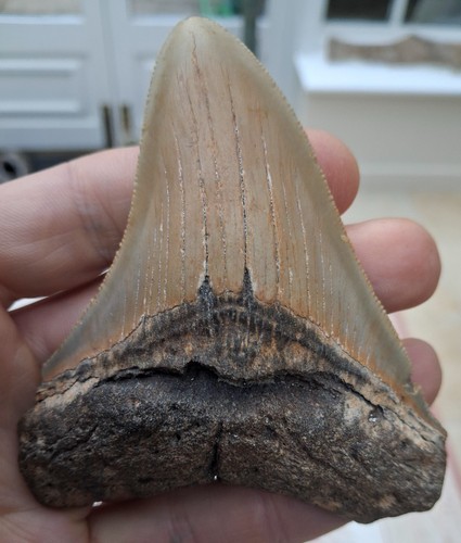 Megalodon tooth - , (serrations)
