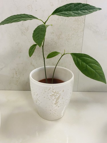 Double avocado lucky plant - double,