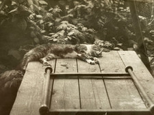 Snapshot Beautiful Cat Kitten