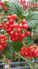 Viburnum opulous guelder - opulous,