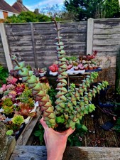 CLEARANCE: Crassula Perforata | String Of Buttons succulent plant 