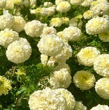 White African Marigold Kilimanjaro - 150x Seeds - Flower
