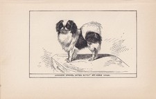 1900 JAPANESE SPANIEL DOG Print - Dog Wall Art - Dog Gift - 8.6 x 5.6 Inches
