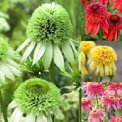 Echinacea purpurea collection - purpurea,