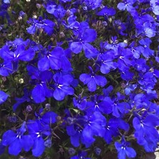 Lobelia mini plug plants