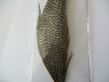 Metz cock cape neck genetic