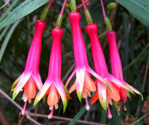 Fuchsia denticulata half - denticulata,
