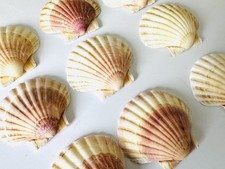 Scallop shells round - shells,