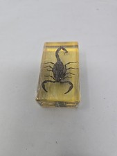BLACK SCORPION Genuine INSECT