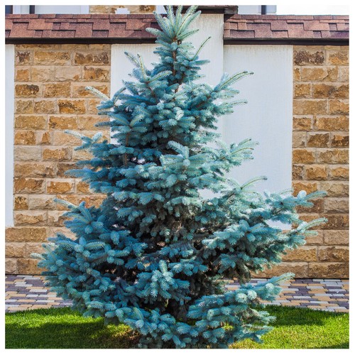 Blue spruce xmas trees picea - blue,