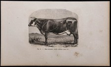 1860 normande race - -,