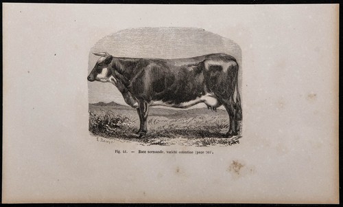 1860 normande race - normande,