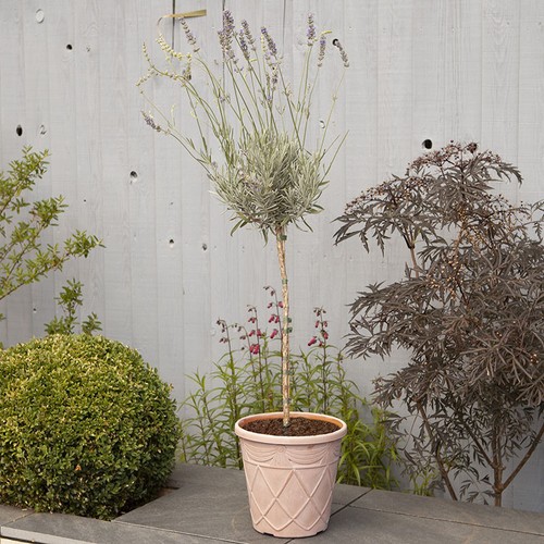 Lavender munstead - lavender, 'munstead'