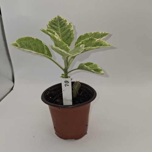 Brugmansia snowbank rooted - brugmansia,