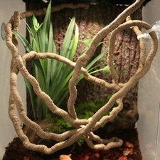 1m Reptiles Vine Jungle