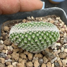 3CM Succulent Cactus Plant