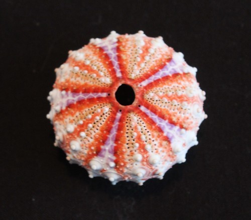 Stunning tropical sea urchin - tropical,