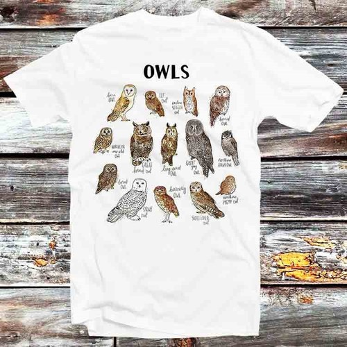 Owls types birds nature - owls,