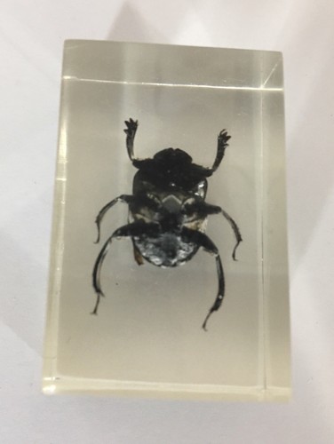 Enclosed real bug insect glass - enclosed,
