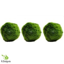 3 LARGE (4-5cm) Marimo Moss Balls live aquarium plants java shrimps Nano K2AQUA