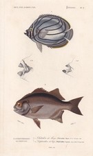 1861 BUTTERFLYFISH & PIRANHA