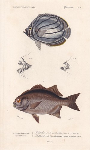 1861 butterflyfish piranha - 1861,