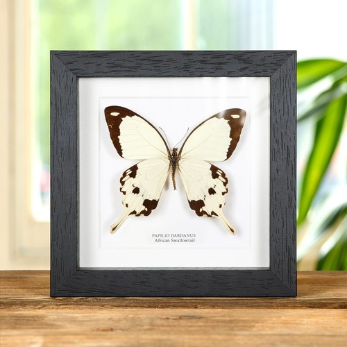 African swallowtail taxidermy - african,