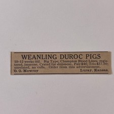 Weanling duroc pigs - duroc,