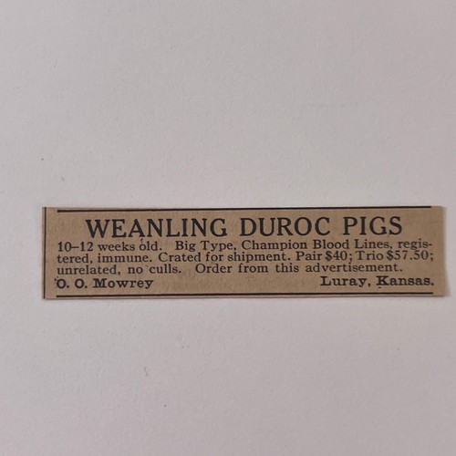Weanling duroc pigs o - weanling,