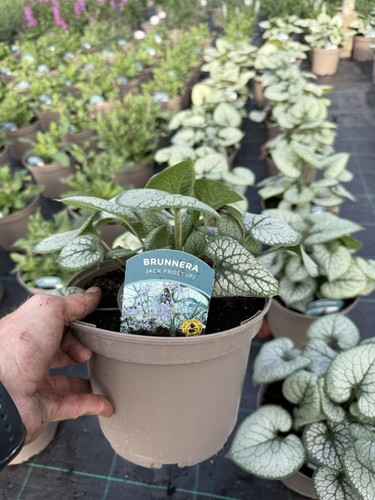 Brunnera jack frost - jack,