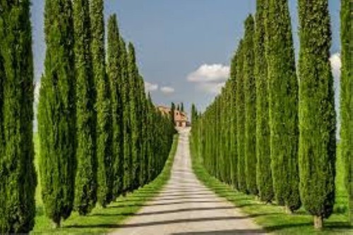 500 italian cypress tree - 500, x