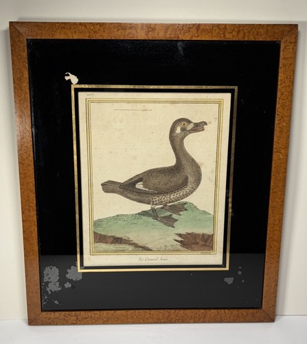 Hand colored martinet histoire - hand,