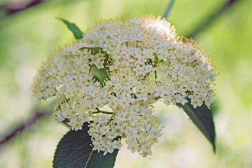 20cm sambucus nigra - sambucus,