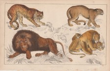 1847 Antique Hand Coloured