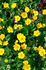 Geum 'Georgenberg' 9cm pots -