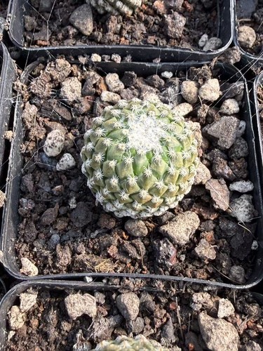 1pcs pelecyphora - 1pcs,